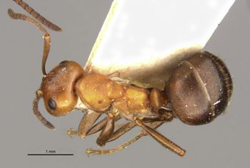 Media type: image;   Entomology 21725 Aspect: habitus dorsal